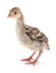 火鸡小妞的宝宝小的鸡火鸡鸡火鸡隔离的向一白色的b一ckground火鸡