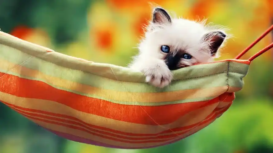 可爱甜人的小猫电脑桌面壁纸