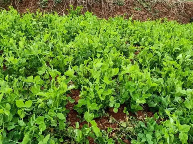 今天豌豆尖好嫩,看看能卖好多钱一斤.