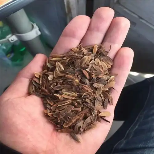 园林绿化小乔木暴马丁香种子