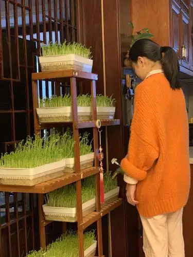 最后这个不是小点心,是何家绮在水培豆苗,给家里提供一道蔬菜.