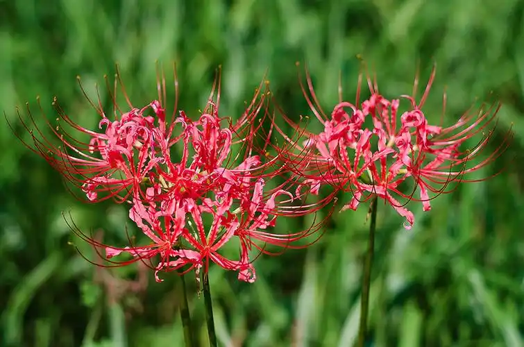 27.红花石蒜,又称龙爪花,幽灵花,石蒜科草本
