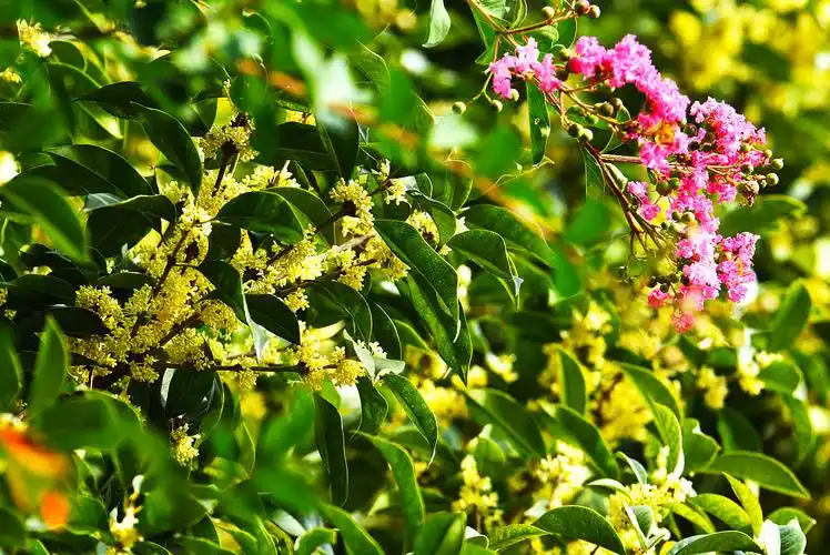 八月十五桂花香 金桂银桂送祝福