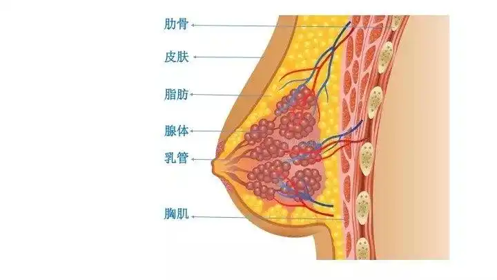 乳腺癌_检查
