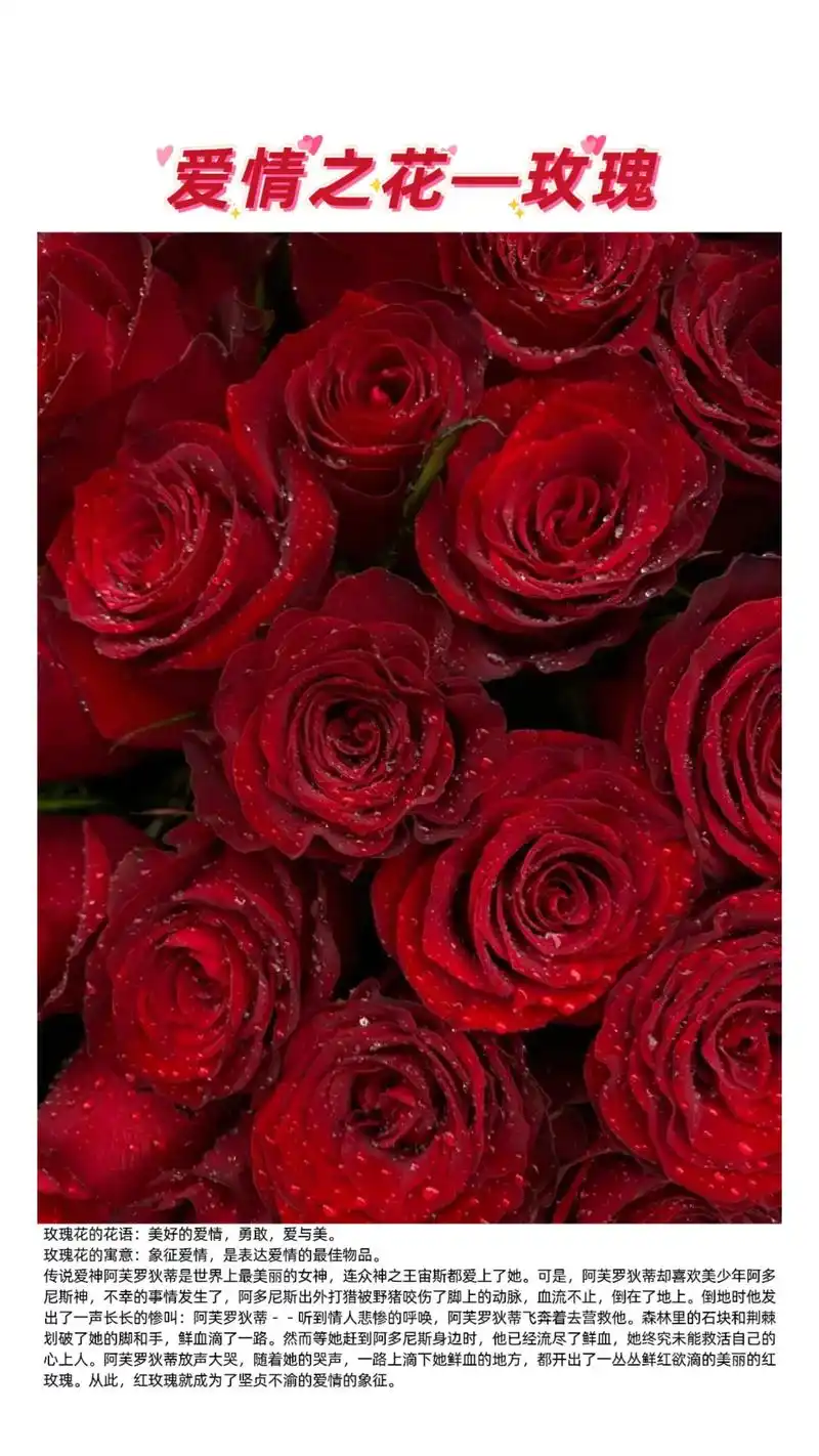 玫瑰为什么叫爱情之花?99支只要200 你知道玫瑰花为什么叫 - 抖音