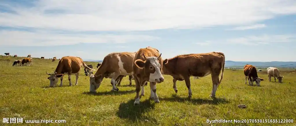 牛草原黄牛图片