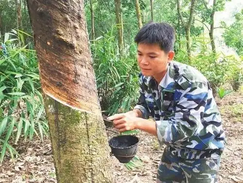 10月16日,海南白沙黎族自治县青松乡橡胶种植户符忠顺,正在演示割