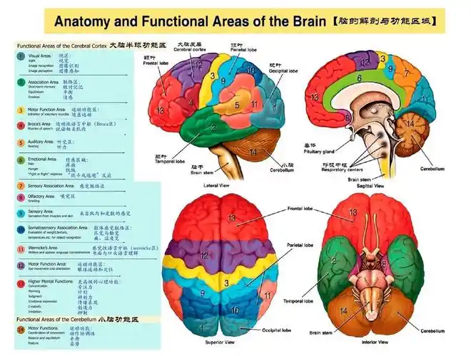 端脑的沟沟壑壑中枢系统的解剖和功能区域