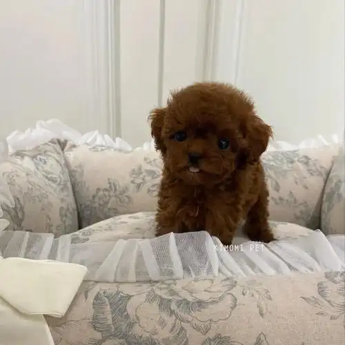 「 预定 」98韩国9693超小体红棕色泰迪妹妹脸板和颜色都是绝绝