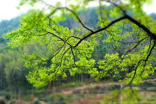 枫香树上的春天