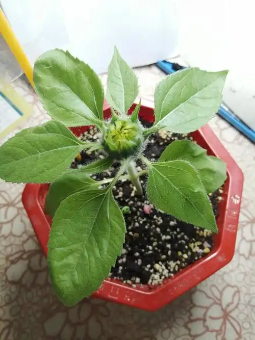 向日葵成长日记 - 美篇