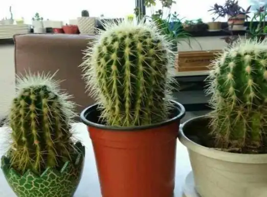 盆栽仙人球,到了二,三月份该怎么打理才能够准时开花?