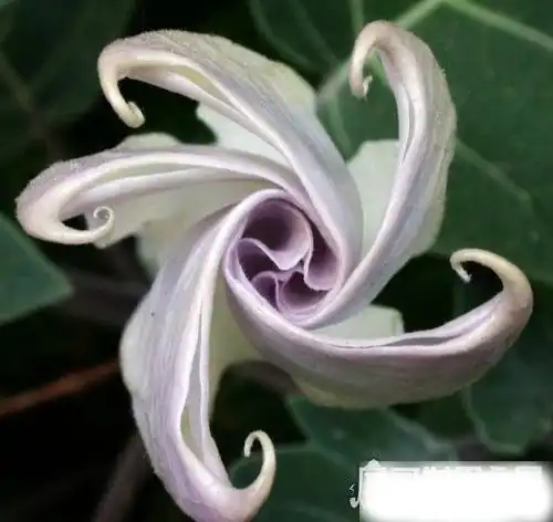 世界上最毒的花曼陀罗花