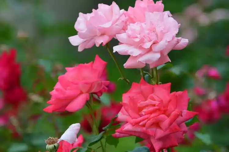 粉色月季花,原创拍摄__财经头条