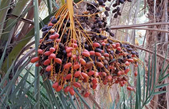 原来海枣果实可以这样吃!_花草百科网