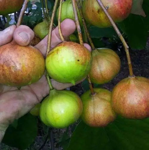 抗战初期70吨桐油能换一架战斗机美国要求中国用它抵押贷款