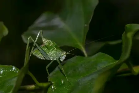 触角科绿色蝗虫的长触角照片