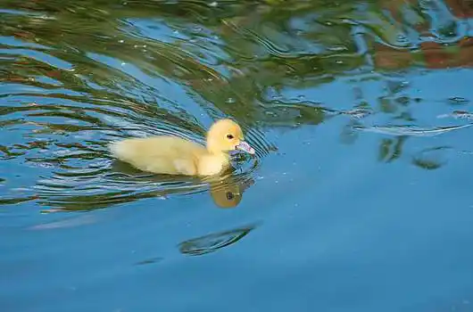 小鸭子,游泳,水塘