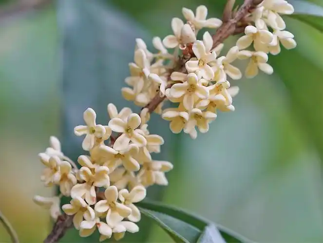 桂花,马渭风摄影