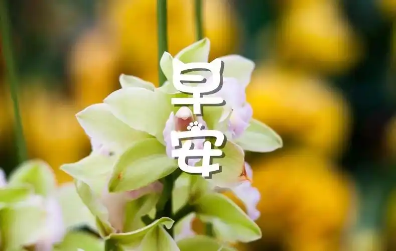 早安心语图片新版漂亮的早晨问候语图片大全