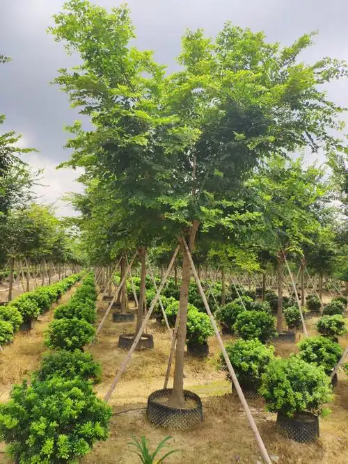 907供应 精品 朴树14-16cm假植苗 绿化行道树 大乔木