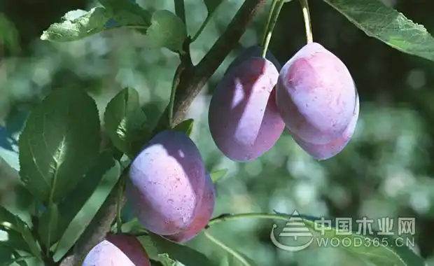 乌梅的药用价值,乌梅的作用与功效|乌梅图片大全