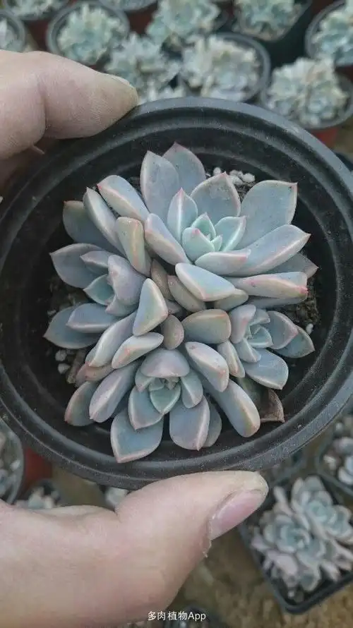 9,适合刚入坑的,多肉套餐,还不错实惠!淘宝:西柚园艺,微信601879333