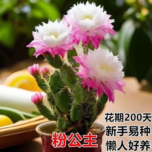 【四季开花】千手观音仙人掌盆栽室内阳台绿植花卉盆栽好养xq