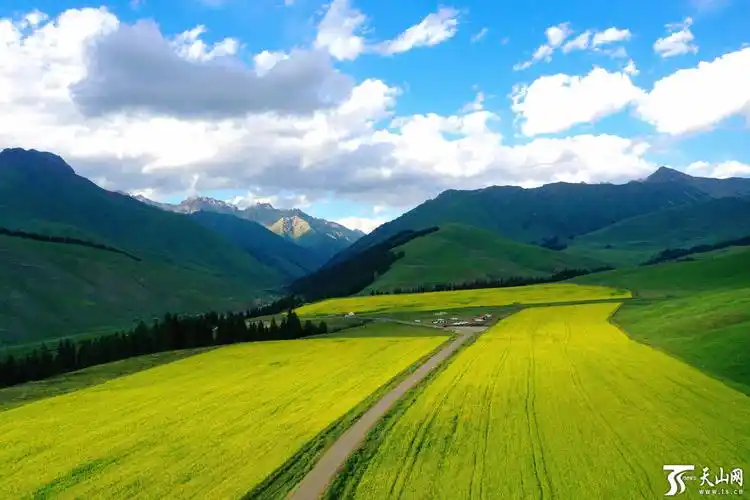 航拍和静县巩乃斯镇万亩油菜花海- 专题-胡杨网2022-兵团胡杨网-新疆