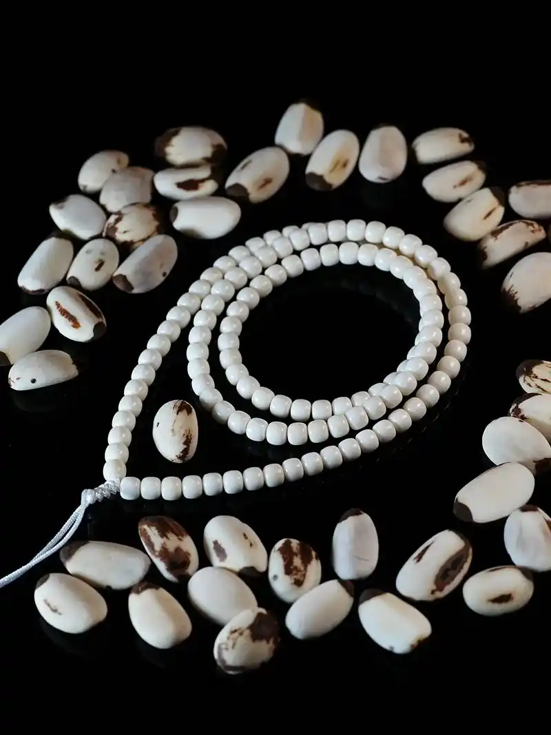 很多朋友找我鉴定 菩提根和 - 抖音