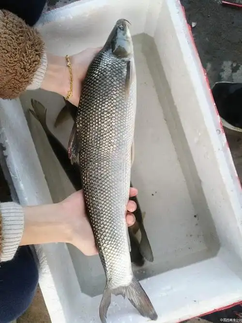 养殖新秀大鳞鲃淡水银鳕鱼