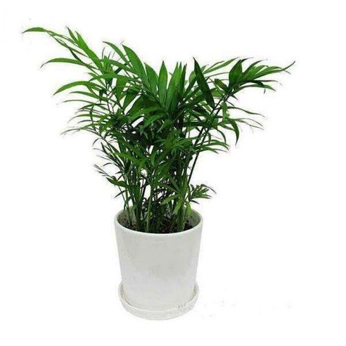 袖珍椰子树 小盆栽 可水培 耐半阴耐养型 桌面小绿植大型富贵椰子