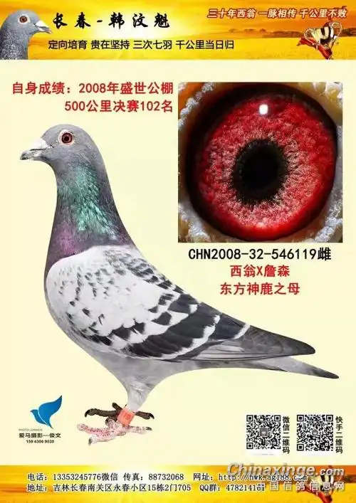 晒主血,西翁配詹森,公棚地方大奖多关赛,五百六百七百一千公里,全距离