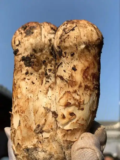 双胞胎松茸姐妹