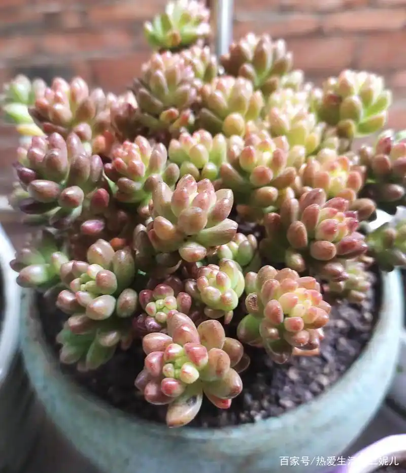 多肉-赤豆-小小一粒红豆,簇簇灿烂夺目