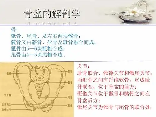 骶骨,尾骨,及左右两块髋骨; 髋骨又由髂骨,坐骨及耻骨融合而成; 骶骨