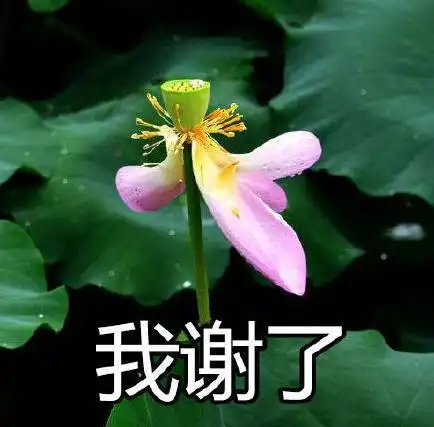 文字表情包gif中老年表情gif搞笑gif我x了gif逗gif