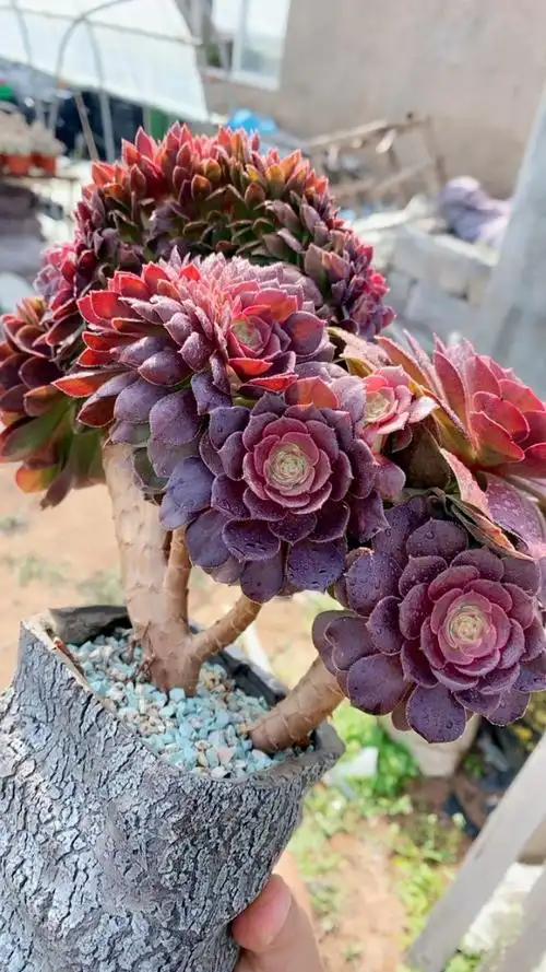 万圣节缀化老桩18092!