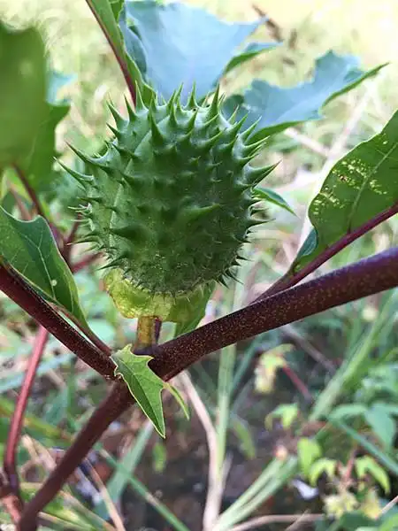 曼陀罗的果实 - 阿呆 - 阿呆的视线