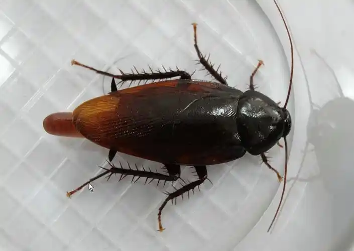 在我国南方常与 a target="_blank" href="/item/美洲大蠊/3889500"