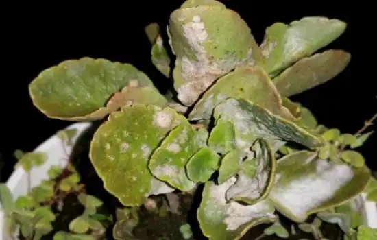 长寿花白粉病如何防治