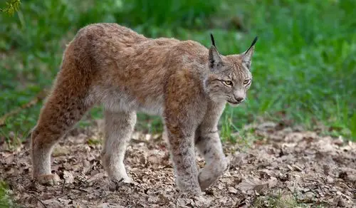 这种猫科动物被称为"小老虎",农村亦称野狸子,体型小却很凶悍