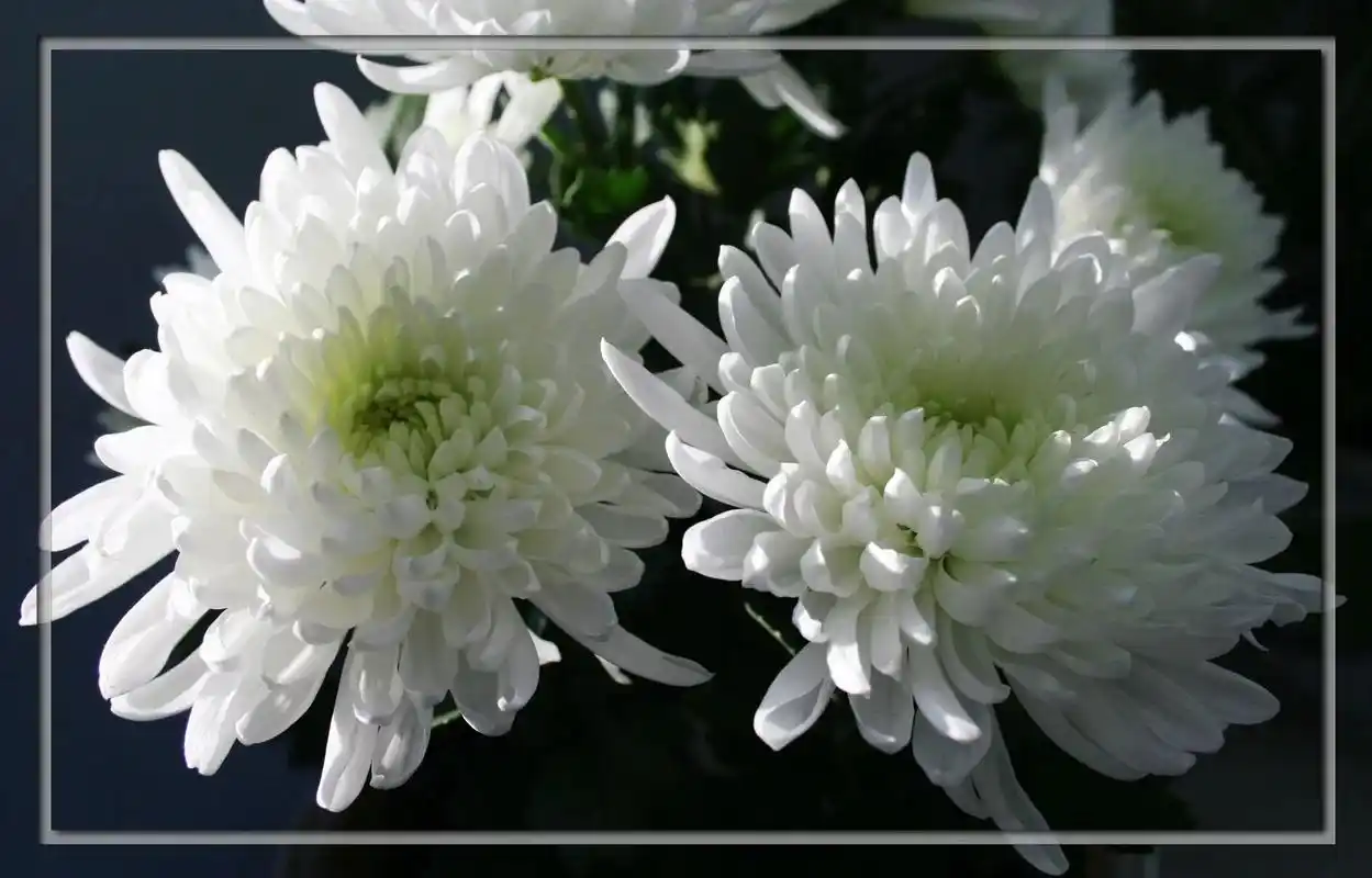 一束白菊寄哀思,送给天堂里的外公,永久的分别,无尽的思念#愿 - 抖音