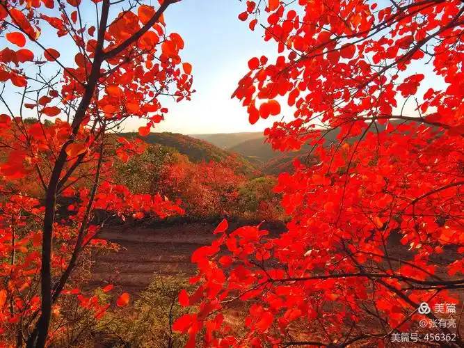 万山红遍 层林尽染