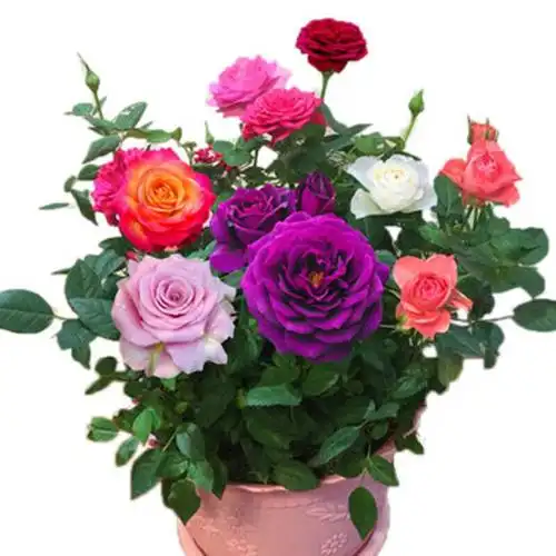 玫瑰花植物花苗月季花月季不断开花四季花卉盆栽花卉