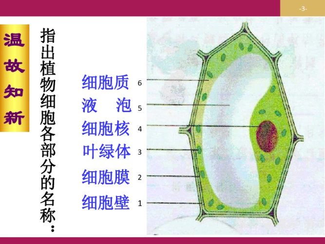人教2011课标版_ 七年级上册(2012年6月第1版)_ 第三节 动物细胞课件
