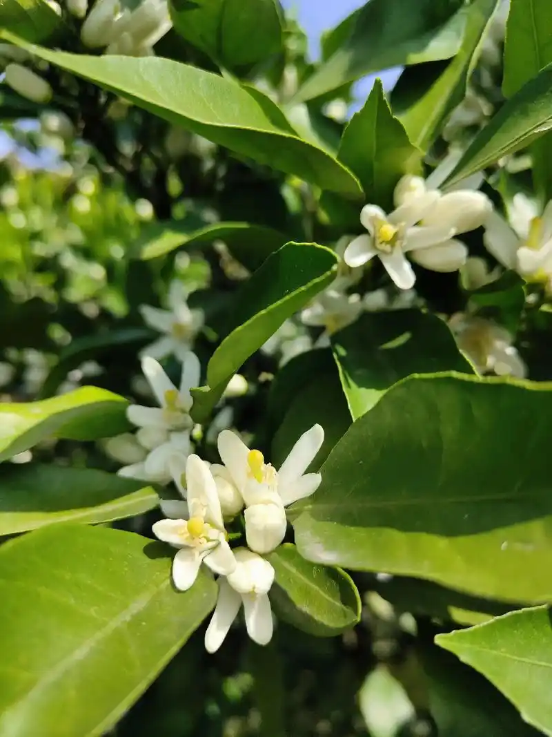 #遇见最美劳动者 橘子花的花语是素雅,高尚,清纯,花瓣颜色为 - 抖音