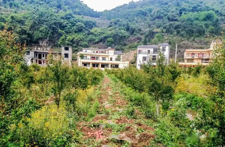 保田镇鲁楚坡村第一书记 杨超 介绍:"今年早洋芋的丰收,当时预计的是