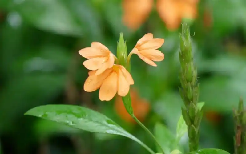 活动作品见血封喉毒木