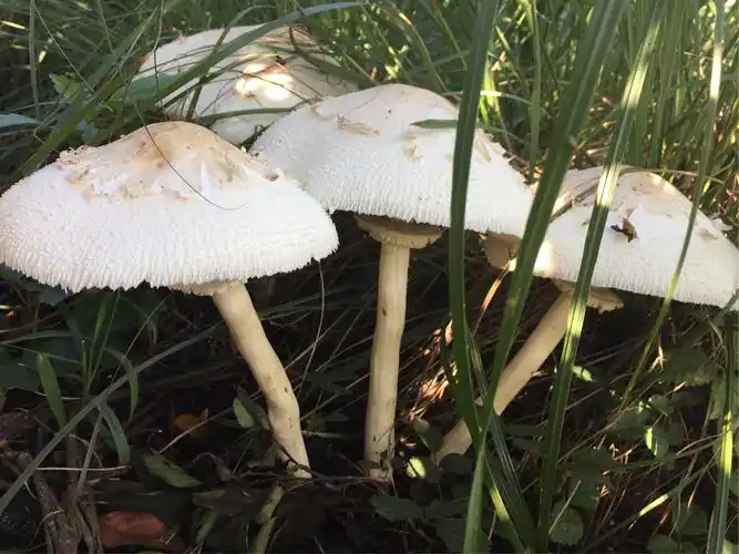 形色各异的野生菇.